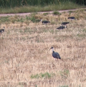 Threskiornis spinicollis at Leeton, NSW - 20 Nov 2021