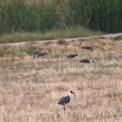 Threskiornis spinicollis at Leeton, NSW - 20 Nov 2021 08:17 AM