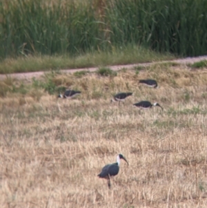 Threskiornis spinicollis at Leeton, NSW - 20 Nov 2021