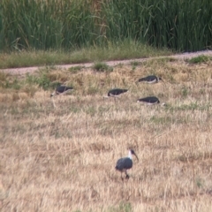 Threskiornis spinicollis at Leeton, NSW - 20 Nov 2021