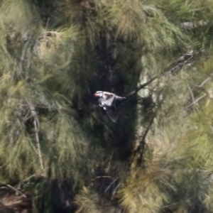 Charadrius melanops at Kambah, ACT - 17 Aug 2021