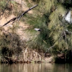 Charadrius melanops at Kambah, ACT - 17 Aug 2021