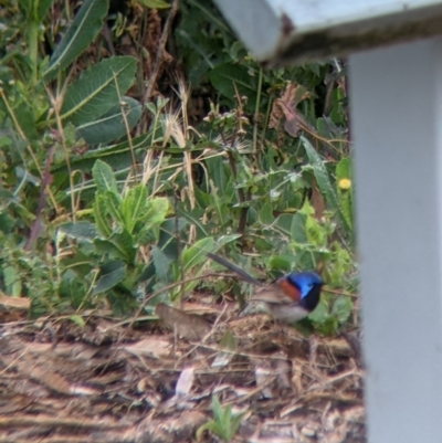 Malurus assimilis (Purple-backed Fairywren) at Leeton, NSW - 20 Nov 2021 by Darcy