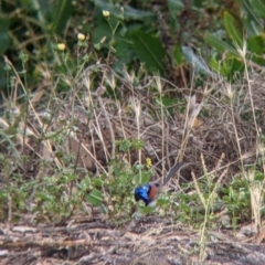 Malurus assimilis at Leeton, NSW - 20 Nov 2021 08:27 AM