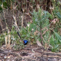 Malurus assimilis at Leeton, NSW - 20 Nov 2021