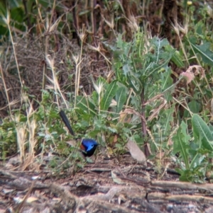 Malurus assimilis at Leeton, NSW - 20 Nov 2021