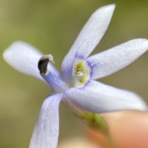 Isotoma fluviatilis subsp. australis at Kambah, ACT - 16 Nov 2021