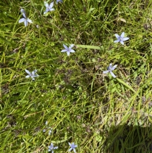 Isotoma fluviatilis subsp. australis at Kambah, ACT - 16 Nov 2021