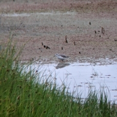 Tringa stagnatilis (Marsh Sandpiper) at Leeton, NSW - 20 Nov 2021 by Darcy