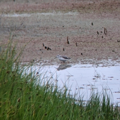 Tringa stagnatilis (Marsh Sandpiper) at Leeton, NSW - 19 Nov 2021 by Darcy