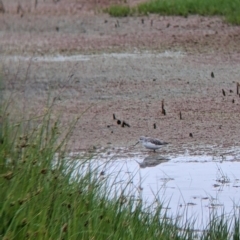 Tringa stagnatilis at Leeton, NSW - 20 Nov 2021 08:32 AM