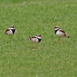 Charadrius melanops at Fyshwick, ACT - 19 Nov 2021