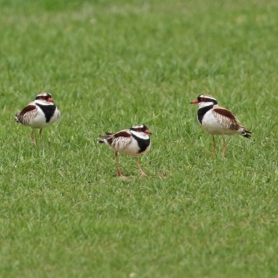 Charadrius melanops (Black-fronted Dotterel) at Fyshwick, ACT - 19 Nov 2021 by RodDeb