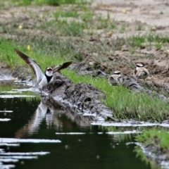 Charadrius melanops at Fyshwick, ACT - 19 Nov 2021 01:20 PM