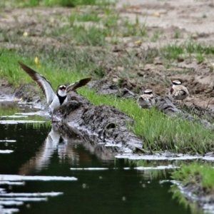 Charadrius melanops at Fyshwick, ACT - 19 Nov 2021