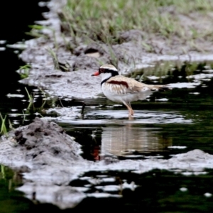 Charadrius melanops at Fyshwick, ACT - 19 Nov 2021 01:20 PM