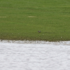 Charadrius melanops at Fyshwick, ACT - 19 Nov 2021 01:20 PM