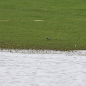 Charadrius melanops at Fyshwick, ACT - 19 Nov 2021