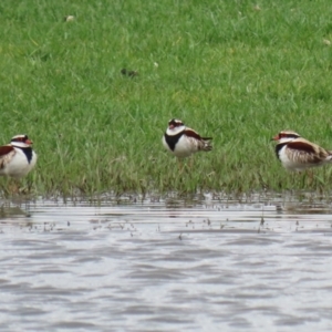 Charadrius melanops at Fyshwick, ACT - 19 Nov 2021