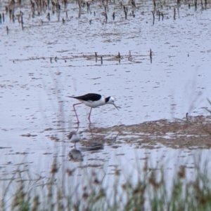 Himantopus leucocephalus at Leeton, NSW - 20 Nov 2021 08:32 AM