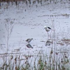 Himantopus leucocephalus at Leeton, NSW - 20 Nov 2021 08:32 AM