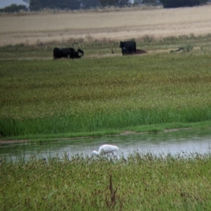 Platalea flavipes at Leeton, NSW - 20 Nov 2021