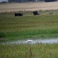 Platalea flavipes at Leeton, NSW - 20 Nov 2021