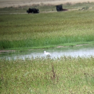 Platalea flavipes at Leeton, NSW - 20 Nov 2021