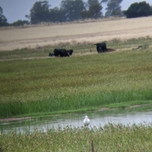 Platalea flavipes at Leeton, NSW - 20 Nov 2021