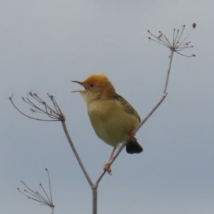 Cisticola exilis at Fyshwick, ACT - 19 Nov 2021