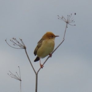 Cisticola exilis at Fyshwick, ACT - 19 Nov 2021