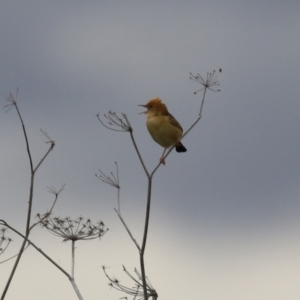 Cisticola exilis at Fyshwick, ACT - 19 Nov 2021