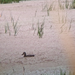 Spatula rhynchotis (Australasian Shoveler) at Leeton, NSW - 20 Nov 2021 by Darcy