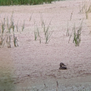 Spatula rhynchotis at Leeton, NSW - 20 Nov 2021 08:38 AM