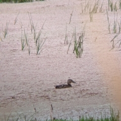 Spatula rhynchotis at Leeton, NSW - 20 Nov 2021 08:38 AM