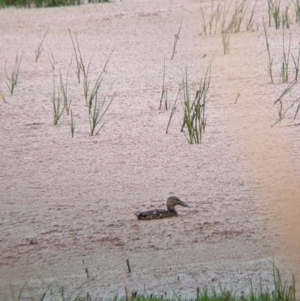 Spatula rhynchotis at Leeton, NSW - 20 Nov 2021 08:38 AM