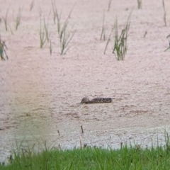 Spatula rhynchotis at Leeton, NSW - 20 Nov 2021 08:38 AM