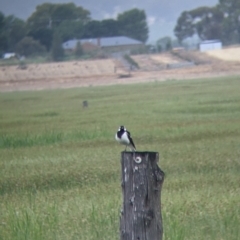 Grallina cyanoleuca (Magpie-lark) at Leeton, NSW - 20 Nov 2021 by Darcy