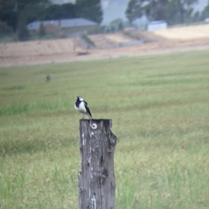 Grallina cyanoleuca at Leeton, NSW - 20 Nov 2021 08:45 AM