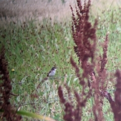 Acrocephalus australis (Australian Reed-Warbler) at Leeton, NSW - 20 Nov 2021 by Darcy