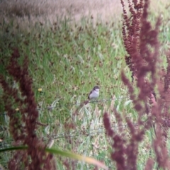 Acrocephalus australis at Leeton, NSW - 20 Nov 2021