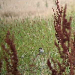 Acrocephalus australis at Leeton, NSW - 20 Nov 2021