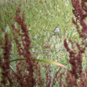 Acrocephalus australis at Leeton, NSW - 20 Nov 2021