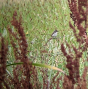 Acrocephalus australis at Leeton, NSW - 20 Nov 2021