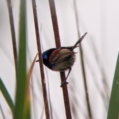 Malurus assimilis (Purple-backed Fairywren) at Leeton, NSW - 19 Nov 2021 by Darcy