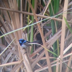 Malurus cyaneus (Superb Fairywren) at Leeton, NSW - 20 Nov 2021 by Darcy