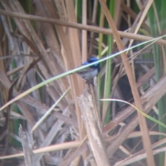 Malurus cyaneus at Leeton, NSW - 20 Nov 2021 08:58 AM