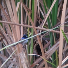 Malurus cyaneus at Leeton, NSW - 20 Nov 2021 08:58 AM