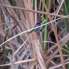 Malurus cyaneus at Leeton, NSW - 20 Nov 2021 08:58 AM