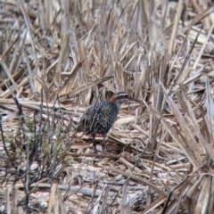 Gallirallus philippensis (Buff-banded Rail) at Leeton, NSW - 20 Nov 2021 by Darcy